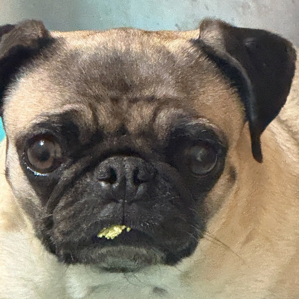 Meet your Posher, Wshfulthinkr